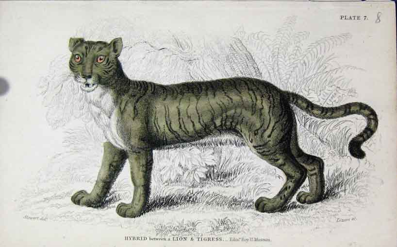 Original Old Antique Print Jardines C1840 Hybrid Between Lion & Tigress 19th
