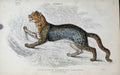 Original Old Antique Print Ref.4 Jardines Naturalists Library C1840 Diards Cat