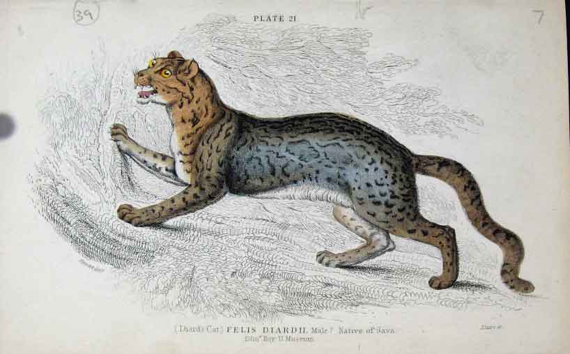 Original Old Antique Print Ref.4 Jardines Naturalists Library C1840 Diards Cat
