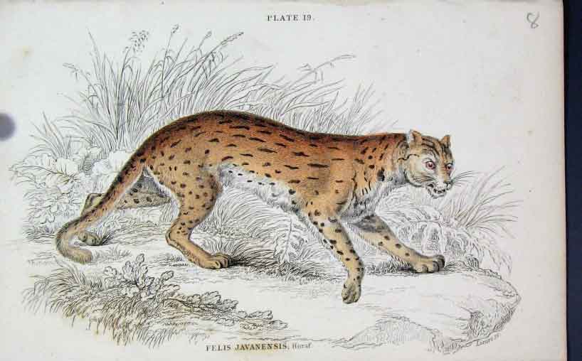 Original Old Antique Print Jardines Naturalists Library C1840 Felis Javanensis