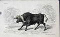 Original Old Antique Print Jardines C1840 African Buffalo 19th Century