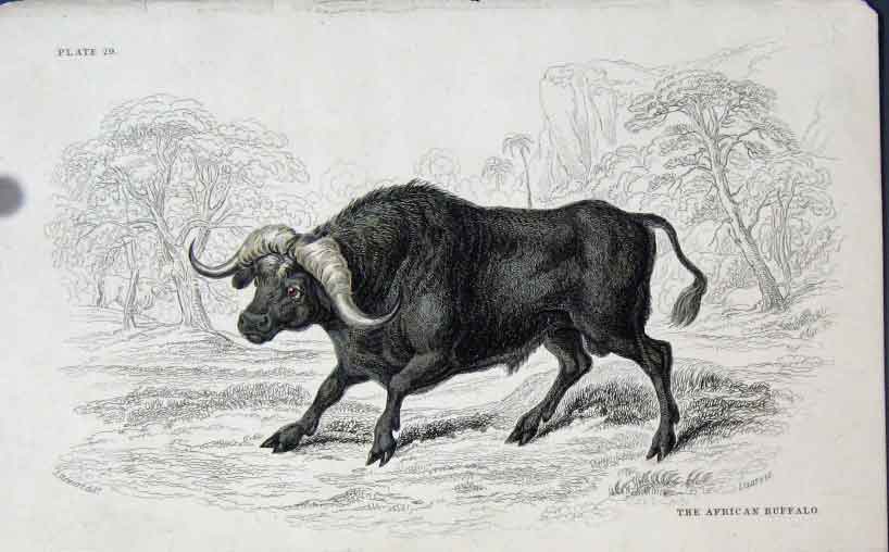 Original Old Antique Print Jardines C1840 African Buffalo 19th Century