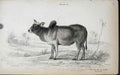 Original Old Antique Print Jardines C1840 Indian Ox Or Zebu 19th