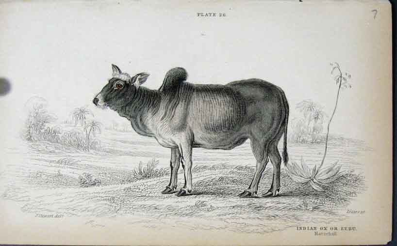 Original Old Antique Print Jardines C1840 Indian Ox Or Zebu 19th
