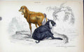 Original Old Antique Print Jardines C1840 Goats Nepaul & Upper Egypt Victorian