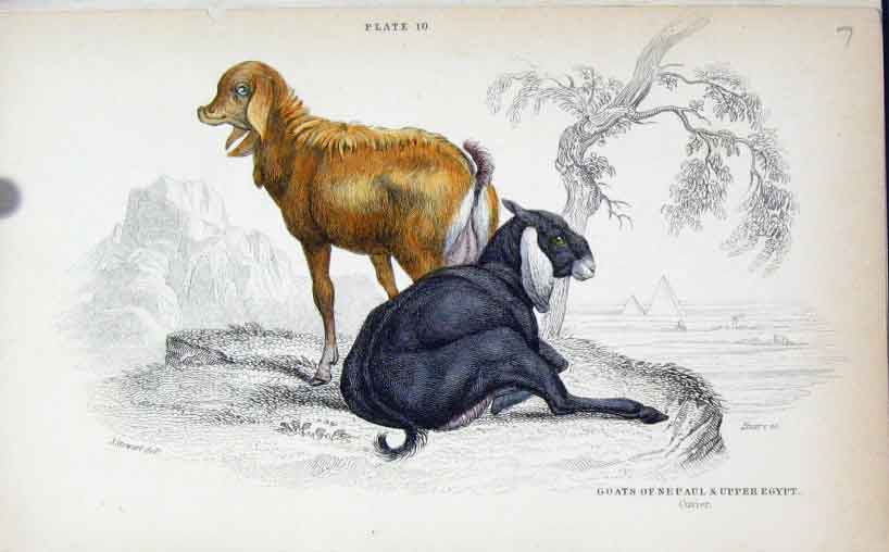 Original Old Antique Print Jardines C1840 Goats Nepaul & Upper Egypt Victorian