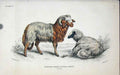 Original Old Antique Print Jardines C1840 Barbary Breed Wild Sheep Victorian