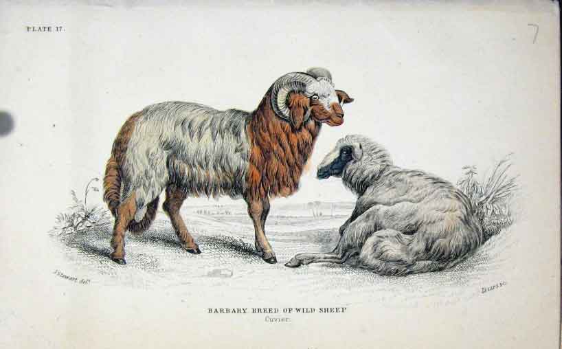 Original Old Antique Print Jardines C1840 Barbary Breed Wild Sheep Victorian