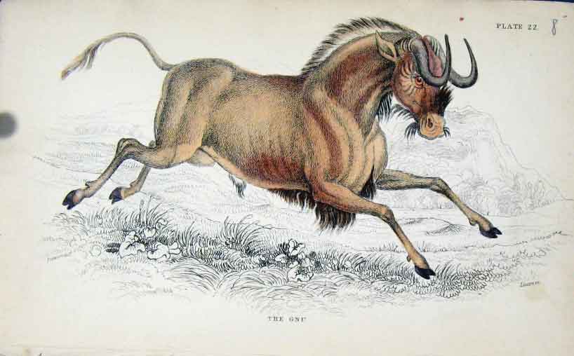 Original Old Antique Print Jardines Naturalists Library C1840 The Gnu Victorian