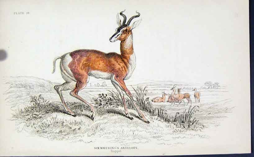 Original Old Antique Print Jardines C1840 Scemmerings Antelope 19th