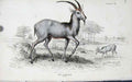 Original Old Antique Print Jardines Naturalists Library C1840 The Takhaitze 19th
