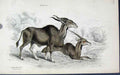 Original Old Antique Print Jardines Naturalists Library C1840 The Impoopo 19th