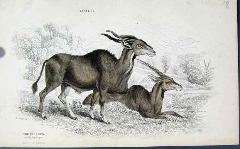 Original Old Antique Print Jardines Naturalists Library C1840 The Impoopo 19th