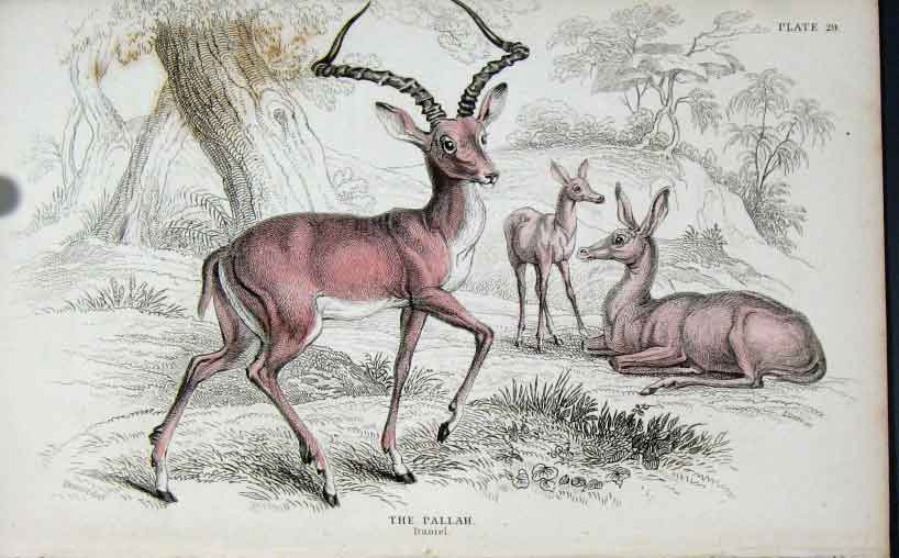 Original Old Antique Print Jardines Naturalists Library C1840 Tht Pallah 19th