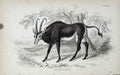 Original Old Antique Print Jardines Naturalists Library C1840 Aigocerus Niger