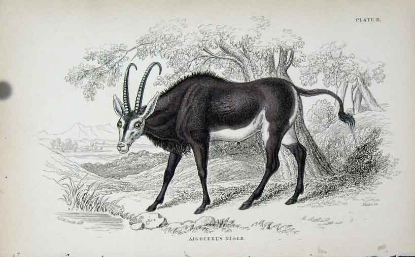 Original Old Antique Print Jardines Naturalists Library C1840 Aigocerus Niger