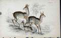 Original Old Antique Print Jardines Naturalists Library C1840 Salts Antelope