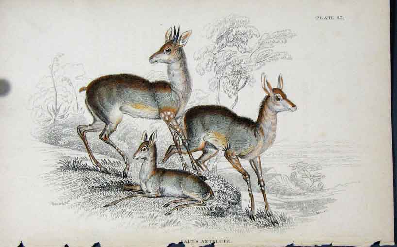Original Old Antique Print Jardines Naturalists Library C1840 Salts Antelope