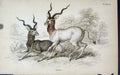 Original Old Antique Print Jardines Naturalists Library C1840 Ad.Dax Victorian