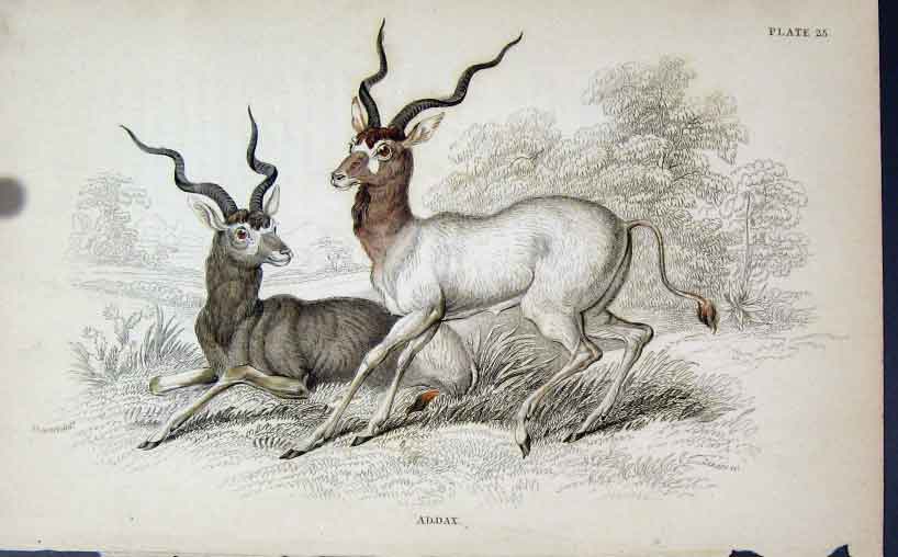 Original Old Antique Print Jardines Naturalists Library C1840 Ad.Dax Victorian