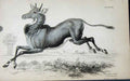 Original Old Antique Print Jardines Naturalists Library C1840 Thr Nyk-Ghau 19th