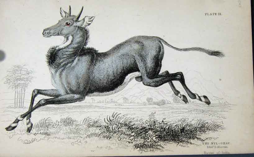 Original Old Antique Print Jardines Naturalists Library C1840 Thr Nyk-Ghau 19th
