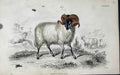 Original Old Antique Print Jardines Naturalists Library C1840 Black Faced Ram