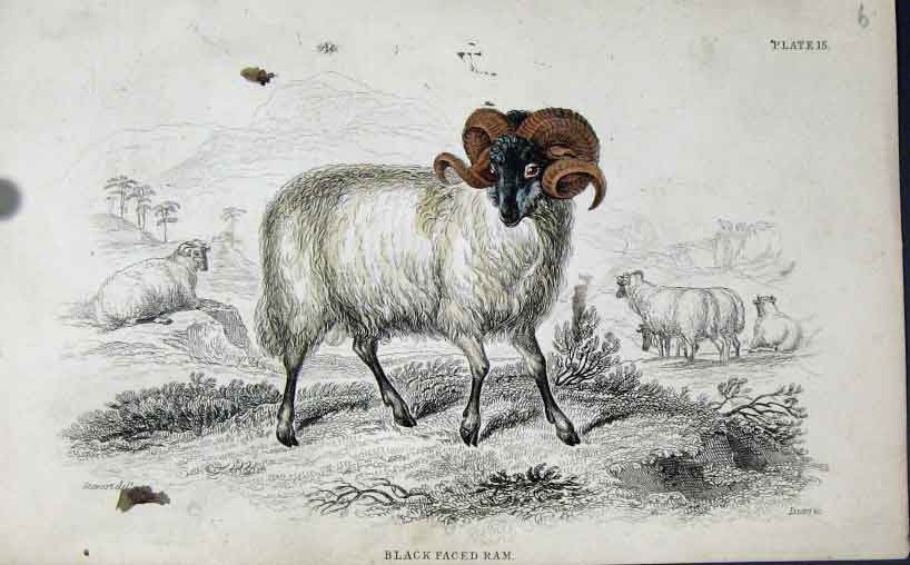 Original Old Antique Print Jardines Naturalists Library C1840 Black Faced Ram