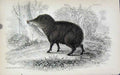 Old Antique Print Jardines Naturalists Library C1840 White Lipped Peccary 19th