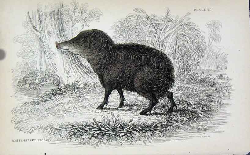 Old Antique Print Jardines Naturalists Library C1840 White Lipped Peccary 19th