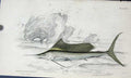 Original Old Antique Print Jardines C1840 Indian Histiophorus 19th