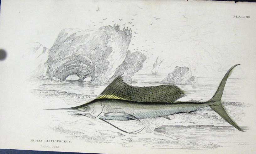 Original Old Antique Print Jardines C1840 Indian Histiophorus 19th