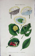 Original Old Antique Print Hand Coloured 1825 Botanical Floral Emblems 19th