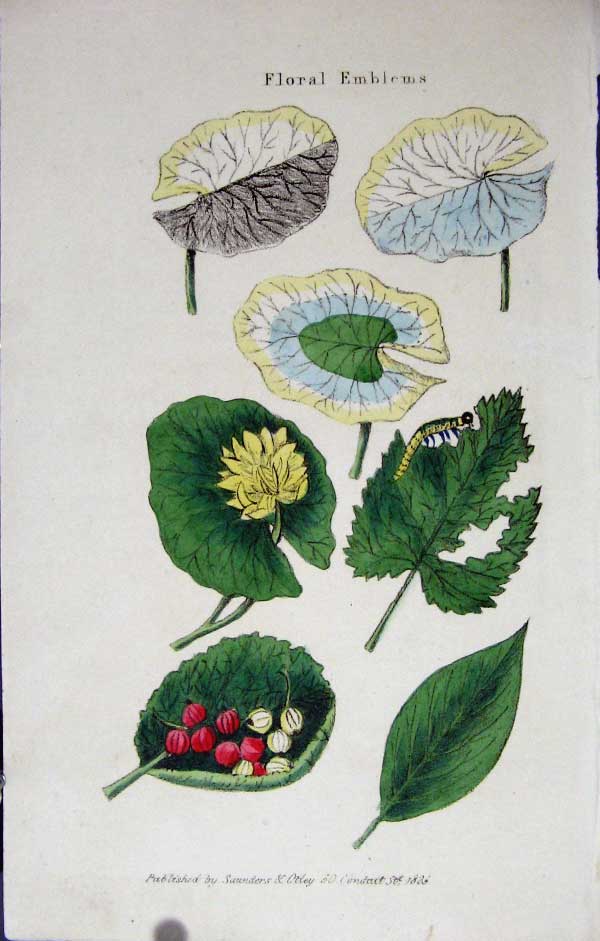 Original Old Antique Print Hand Coloured 1825 Botanical Floral Emblems 19th