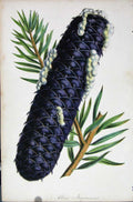 Original Old Antique Print Abies Jezoensis Botanical C1875 19th