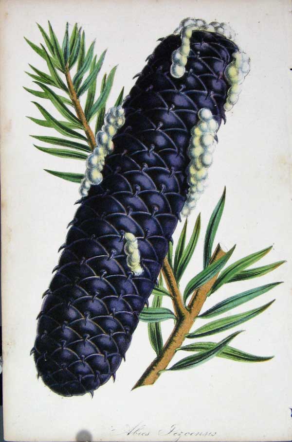 Original Old Antique Print Abies Jezoensis Botanical C1875 19th