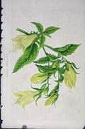 Original Old Antique Print Symphyandra Pendula Botanical C1875 19th