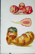 Original Old Antique Print Oca Rouge Et Capucine Tubereuse Botanical C1875 19th