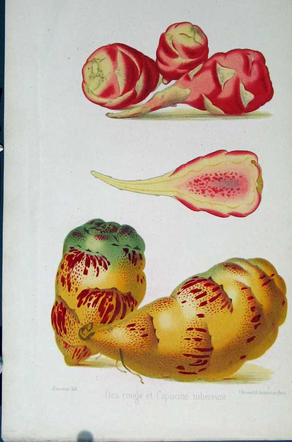 Original Old Antique Print Oca Rouge Et Capucine Tubereuse Botanical C1875 19th