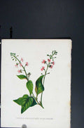 Original Old Antique Print Hand Coloured Nightshade C1875Botanical Victorian