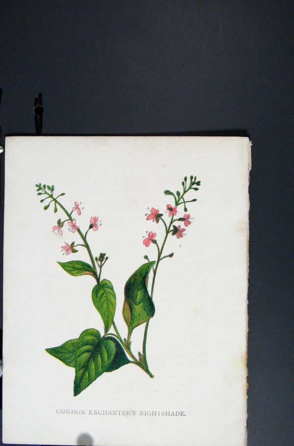 Original Old Antique Print Hand Coloured Nightshade C1875Botanical Victorian