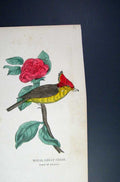 Original Old Antique Print Hand Coloured C1875 Royal Great Crest Bird Brazil