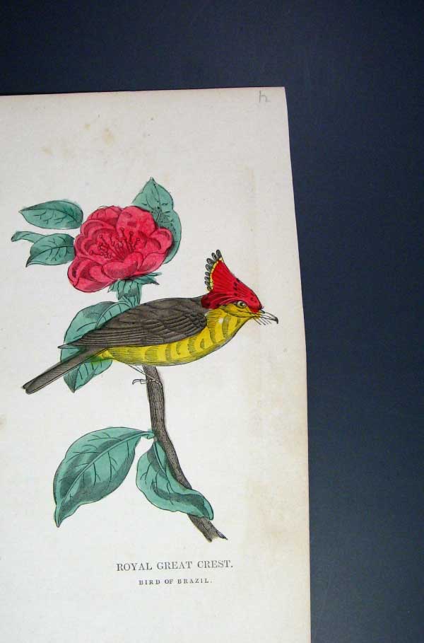 Original Old Antique Print Hand Coloured C1875 Royal Great Crest Bird Brazil