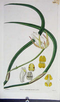 Original Old Antique Print Curtis H/C Botanical 1829 Plate *2878 19th Century