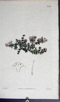 Original Old Antique Print Curtis H/C Botanical 1820 Plate *2146 19th Century