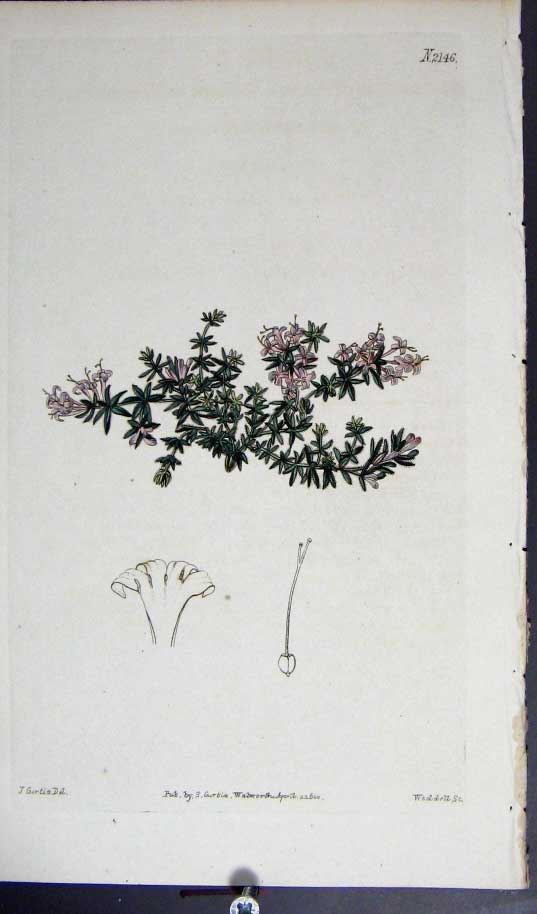 Original Old Antique Print Curtis H/C Botanical 1820 Plate *2146 19th Century