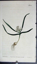 Original Old Antique Print Curtis H/C Botanical 1809 Plate *1203 Napoleonic Era