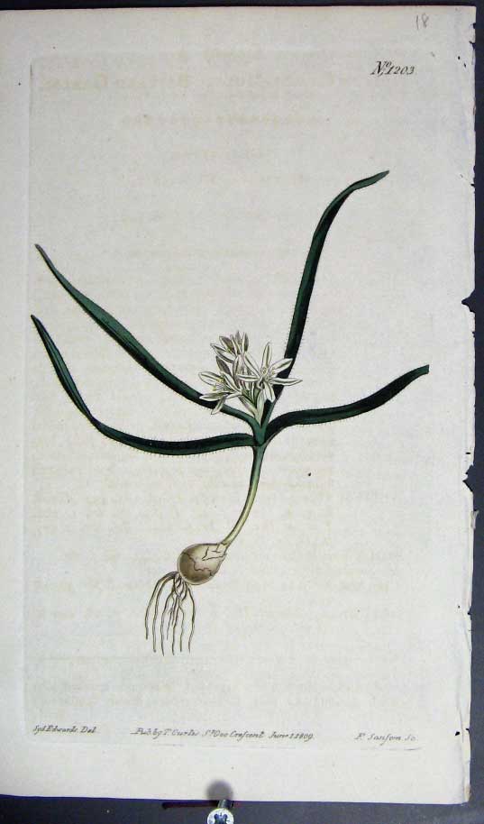 Original Old Antique Print Curtis H/C Botanical 1809 Plate *1203 Napoleonic Era