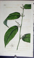 Original Old Antique Print Curtis H/C Botanical 1822 Plate *2052 19th Century