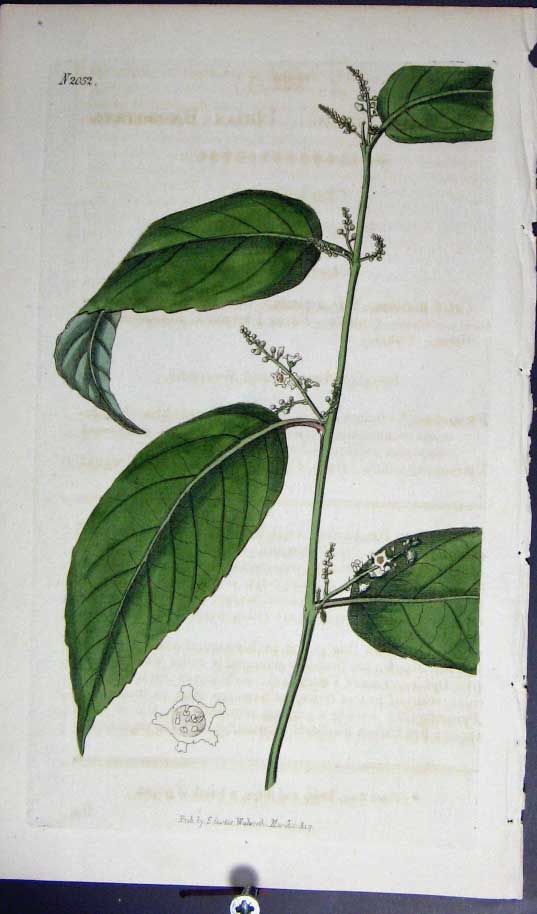 Original Old Antique Print Curtis H/C Botanical 1822 Plate *2052 19th Century